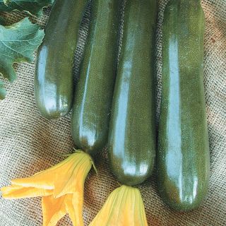 Onyx Summer Squash Thumbnail